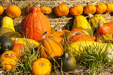 Image showing Different maxima and pepo cucurbita pumpkin pumpkins from autumn