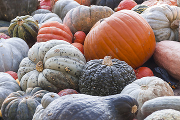 Image showing Different maxima and pepo cucurbita pumpkin pumpkins from autumn