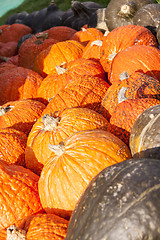 Image showing Halloween big Halloween cucurbita pumpkin pumpkins from autumn h