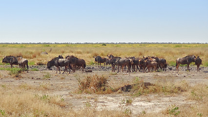 Image showing wildebeests in Botswana