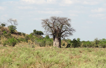 Image showing Baobab tree in Botswana