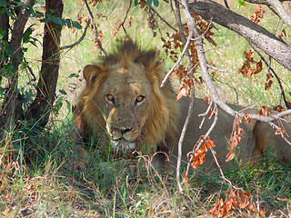 Image showing resting lion in Botswana