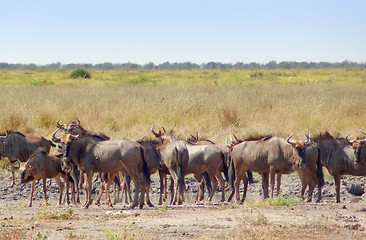 Image showing wildebeests in Botswana