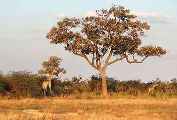 Image showing giraffes in Botswana