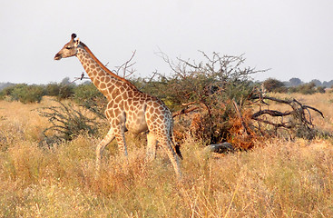 Image showing giraffe in Botswana