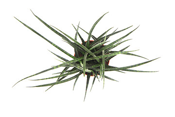 Image showing Sansevieria plant