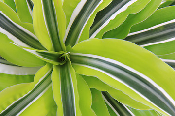 Image showing dracaena plat