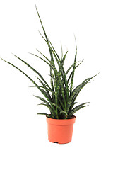 Image showing Sansevieria plant