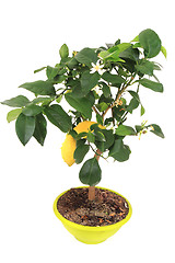 Image showing lemon tree