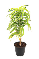 Image showing dracaena plat