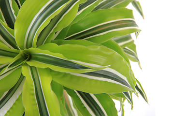 Image showing dracaena plat