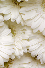 Image showing White Gerbera Background