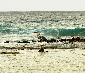 Image showing Grey Heron