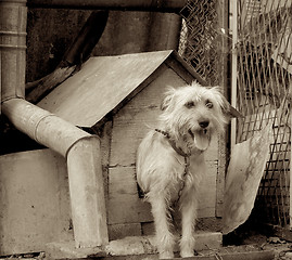 Image showing Shaggy Dog