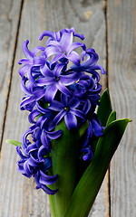 Image showing Purple Hyacinth