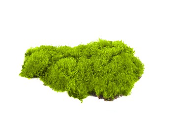 Image showing Green moss isolated 