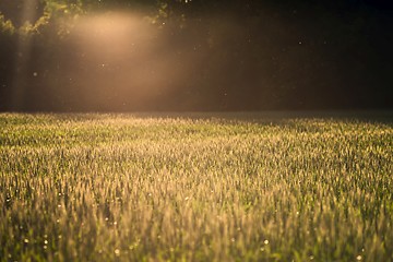 Image showing Cultivated land closeup