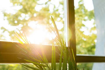 Image showing Green plant against window