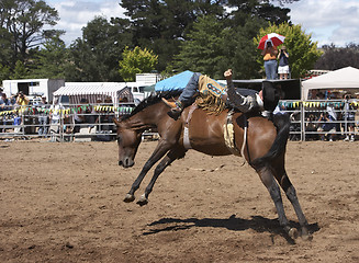 Image showing Rodeo Rider