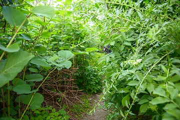 Image showing Small Pathway going trough the forest