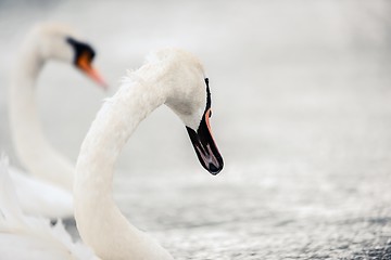 Image showing Swan swimming with ducks