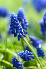 Image showing Small blue flowers at spring