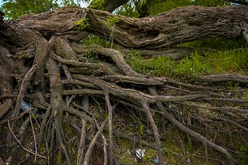 Image showing Large thick root on rocky background