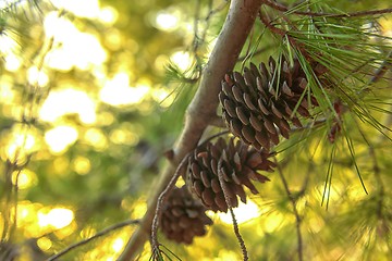 Image showing Abstract hoto of some winter branches