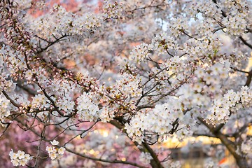 Image showing Spring Cherry blossoms closeup photo