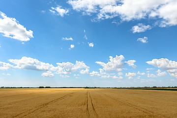 Image showing Hay bails on the field