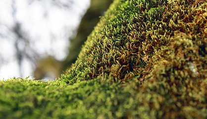 Image showing Green moss on tree trunk