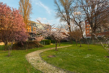 Image showing Vintage tree flower photo of  beautiful cherry