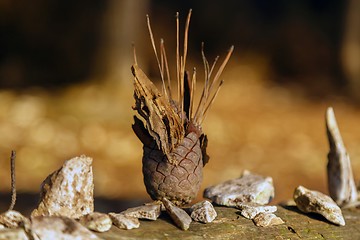 Image showing Small natural totem