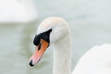 Image showing Swan swimming with ducks