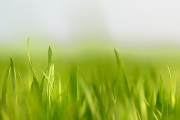 Image showing Closeup photo of fresh green grass