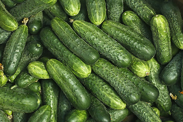 Image showing Big pile of fresh green cucumbers