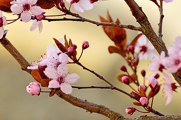 Image showing Japanese cherry blossom