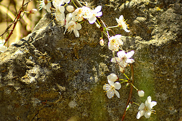 Image showing Blackthorn blossom in spring