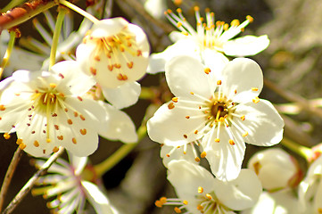 Image showing Blackthorn blossom in spring