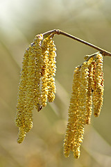 Image showing Hazelnut blossom