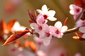 Image showing Japanese cherry blossom