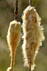 Image showing Cattail in winter