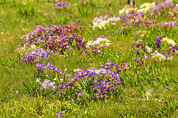 Image showing primroses in a garden 