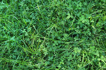 Image showing Fresh green grass and clover leaves