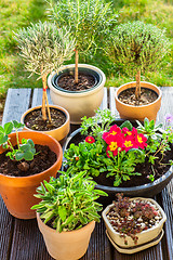 Image showing Flower pots with herbs and flowers