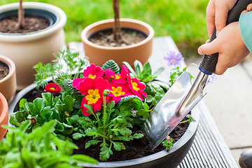 Image showing Planting herbs and flowers