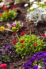 Image showing Spring flowerbed