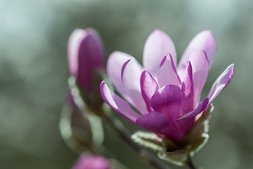 Image showing Flowering pink magnolia