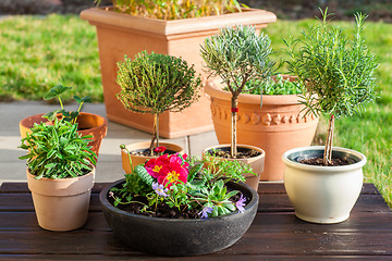 Image showing Flower pots with herbs and flowers