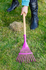 Image showing Cleaning green lawn by rake